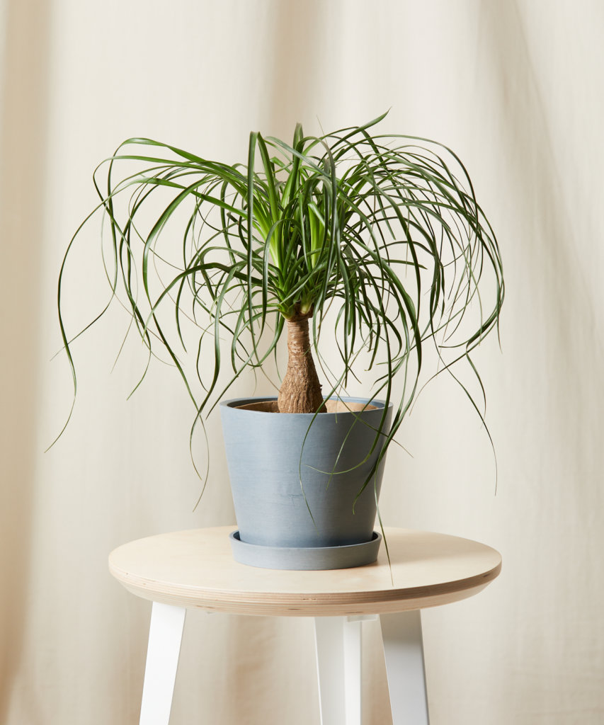 Buy Bloomscape Potted Ponytail Palm