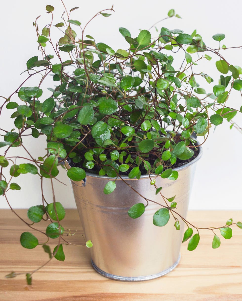 best vining plants wire vine muehlewbeckia complera wire vine plant in pot with wooden background