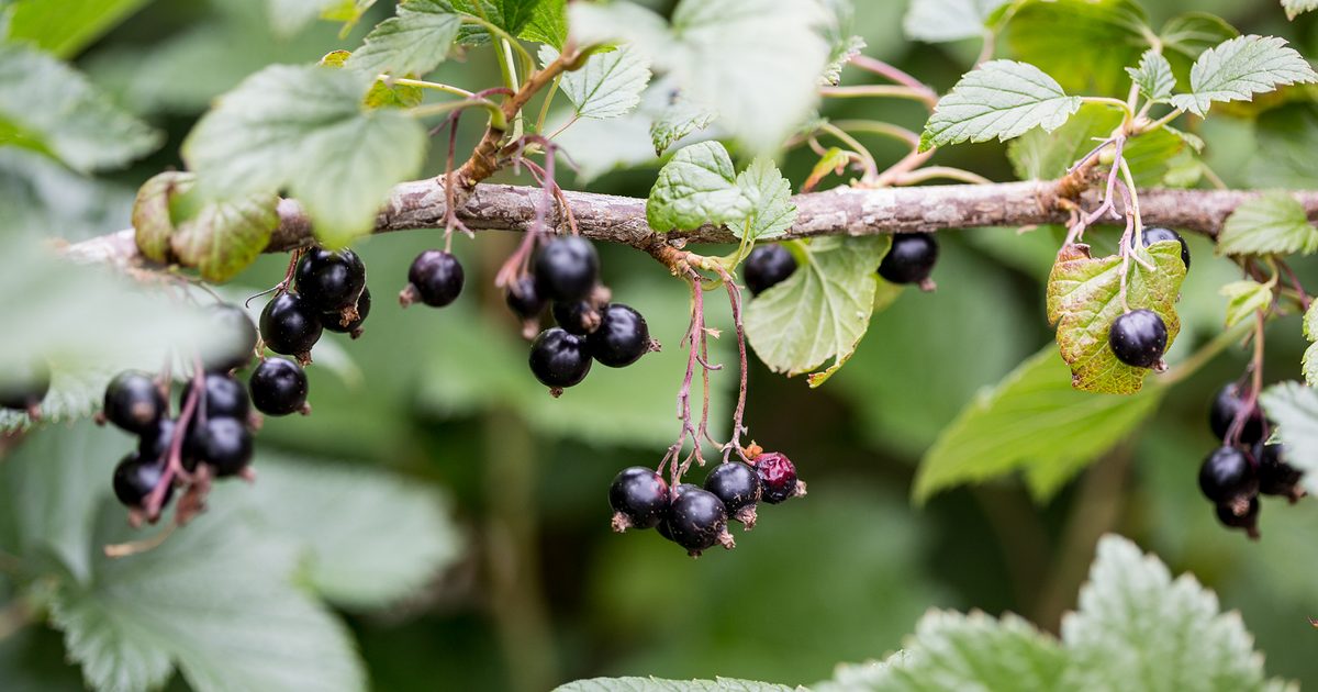 Recommendations on how you can Develop Blackcurrants | BBC Gardeners World Journal