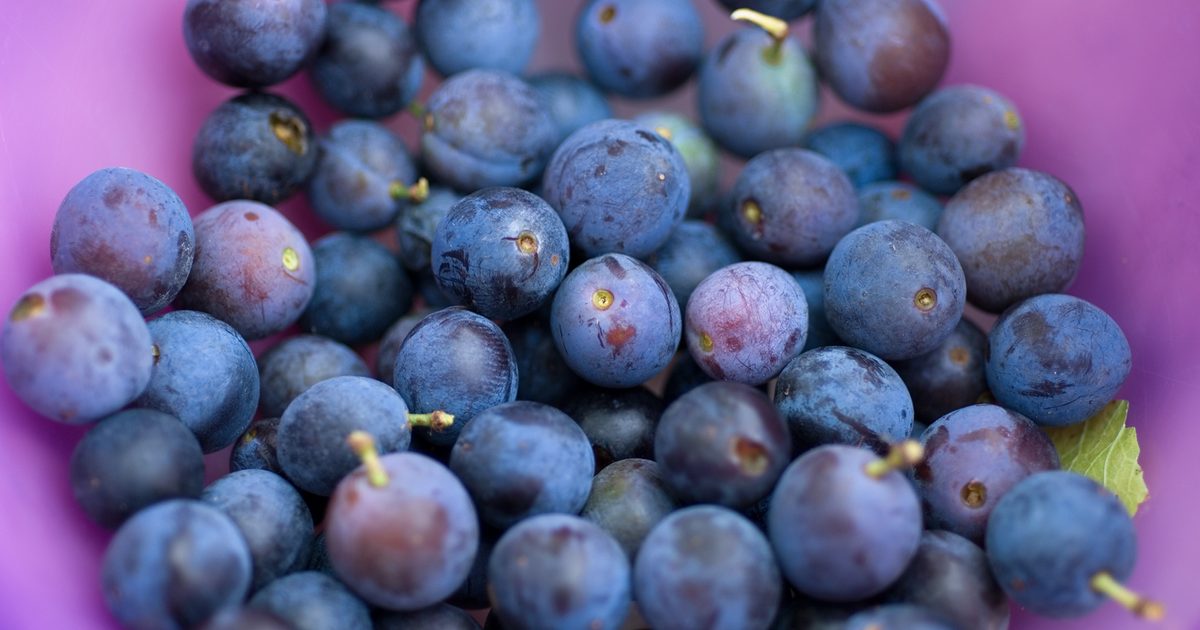 Strategies to Develop Blueberries | BBC Gardeners World Journal