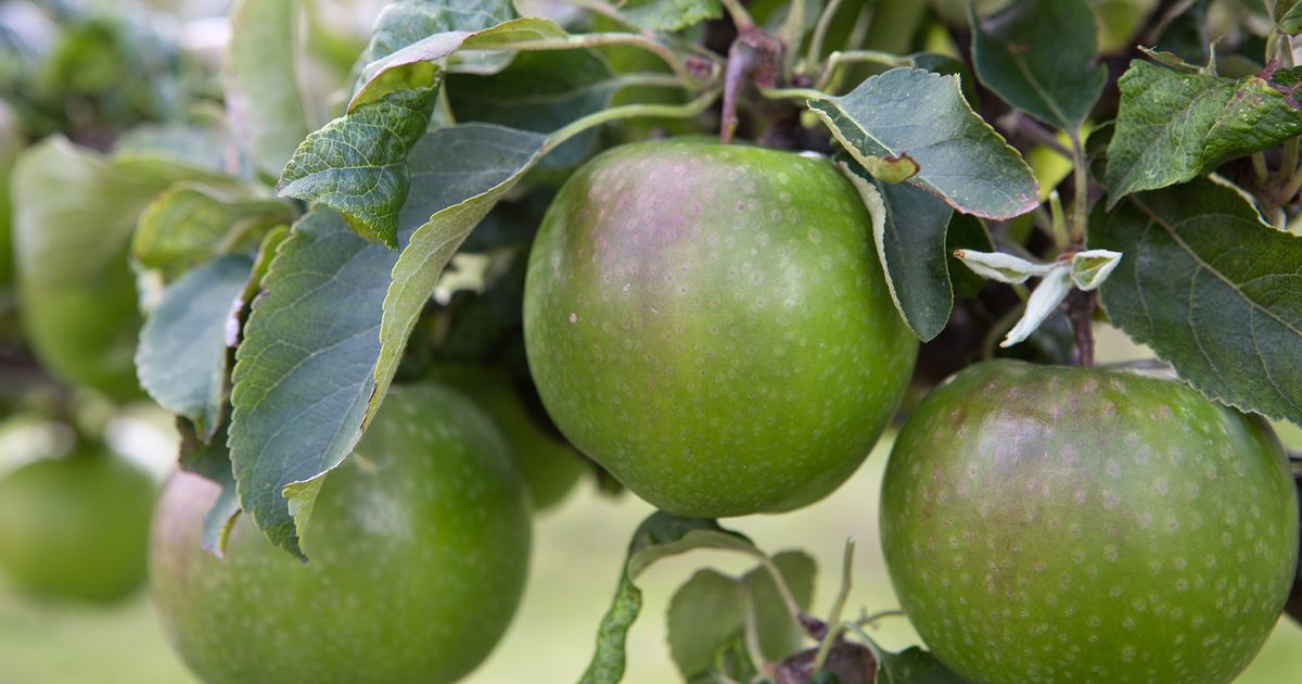 Raymond Blanc’s Favourite Apples | BBC Gardeners World Journal