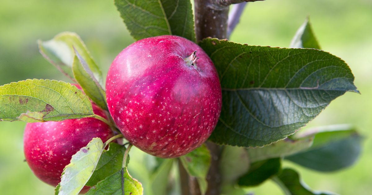 Best Apple Varieties to Develop