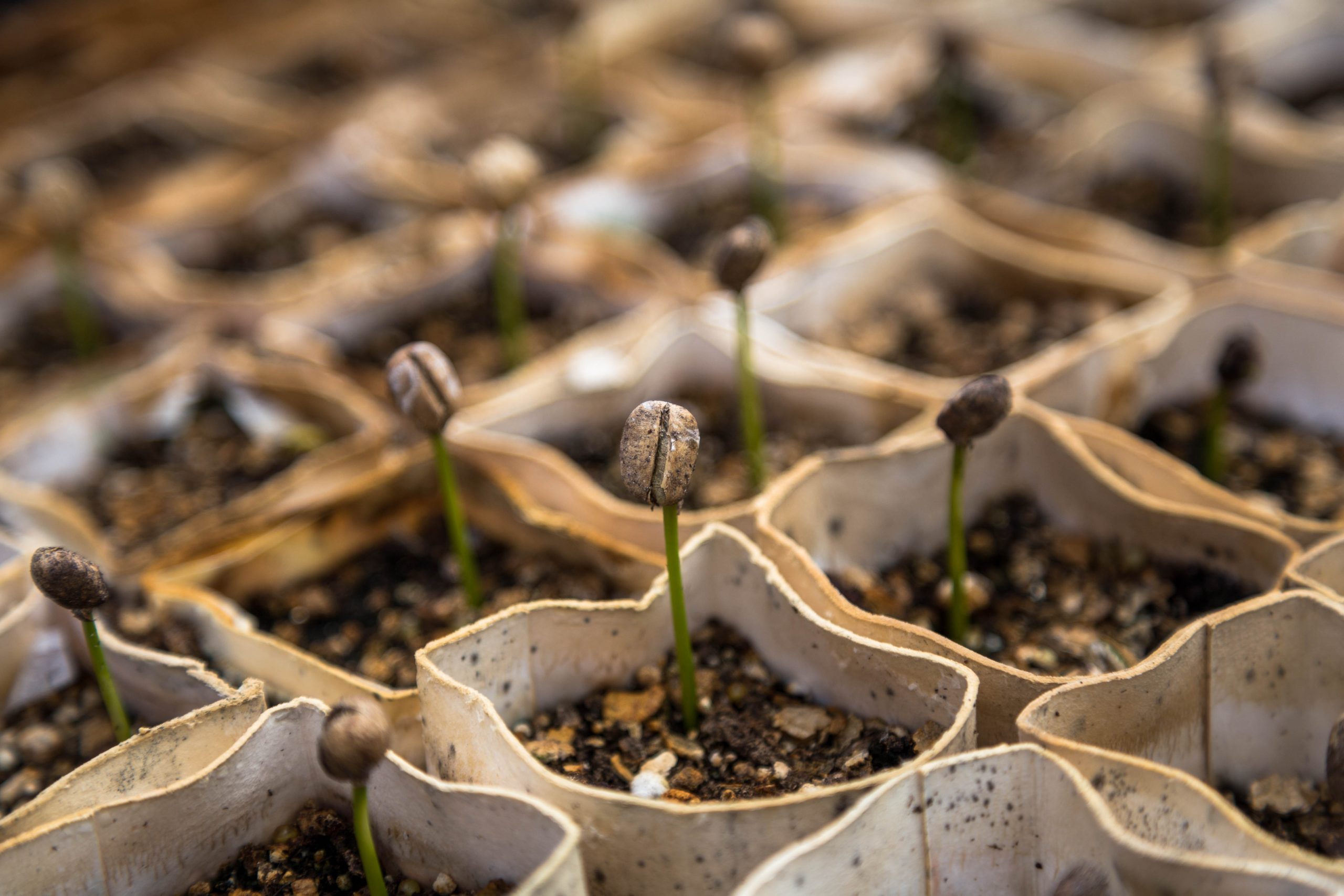 One of the best ways to Wake Your Yard from Its Prolonged Winter Nap