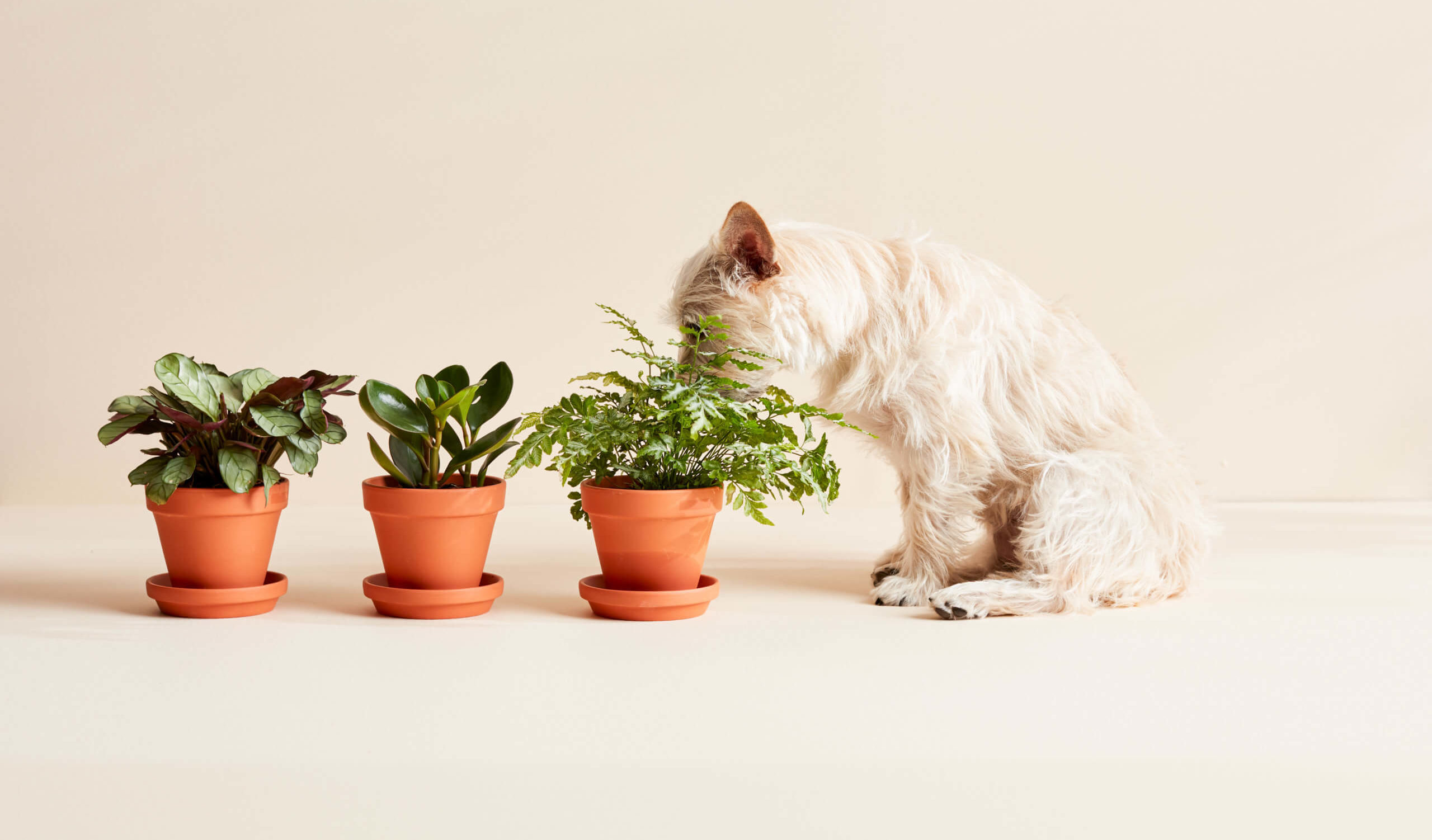 15 Pet-Nice Crops Safe for Cats and Canine