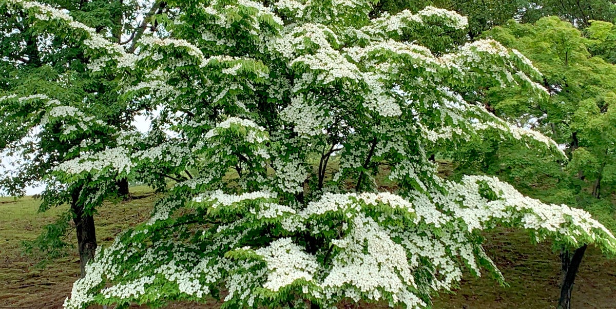 11 Sorts of Dogwood Bushes and Shrubs