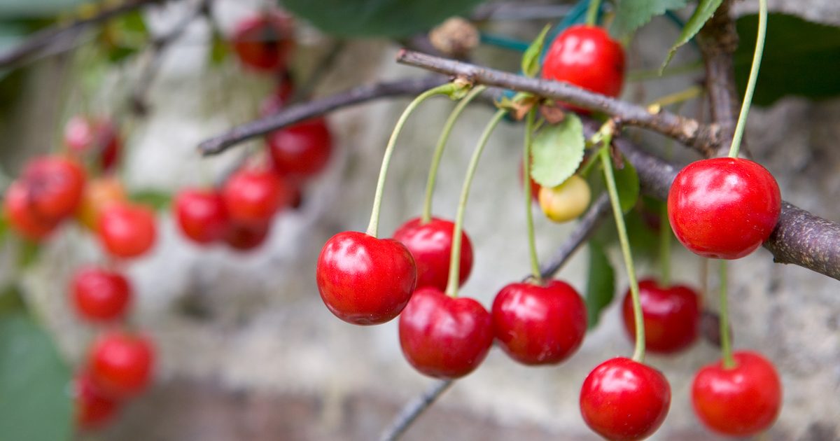 One of the best ways to Develop Cherries | BBC Gardeners World Journal