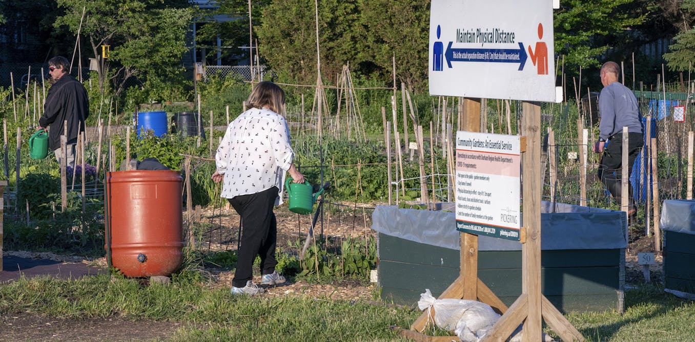 Metropolis vegetable gardens produce further than merely meals