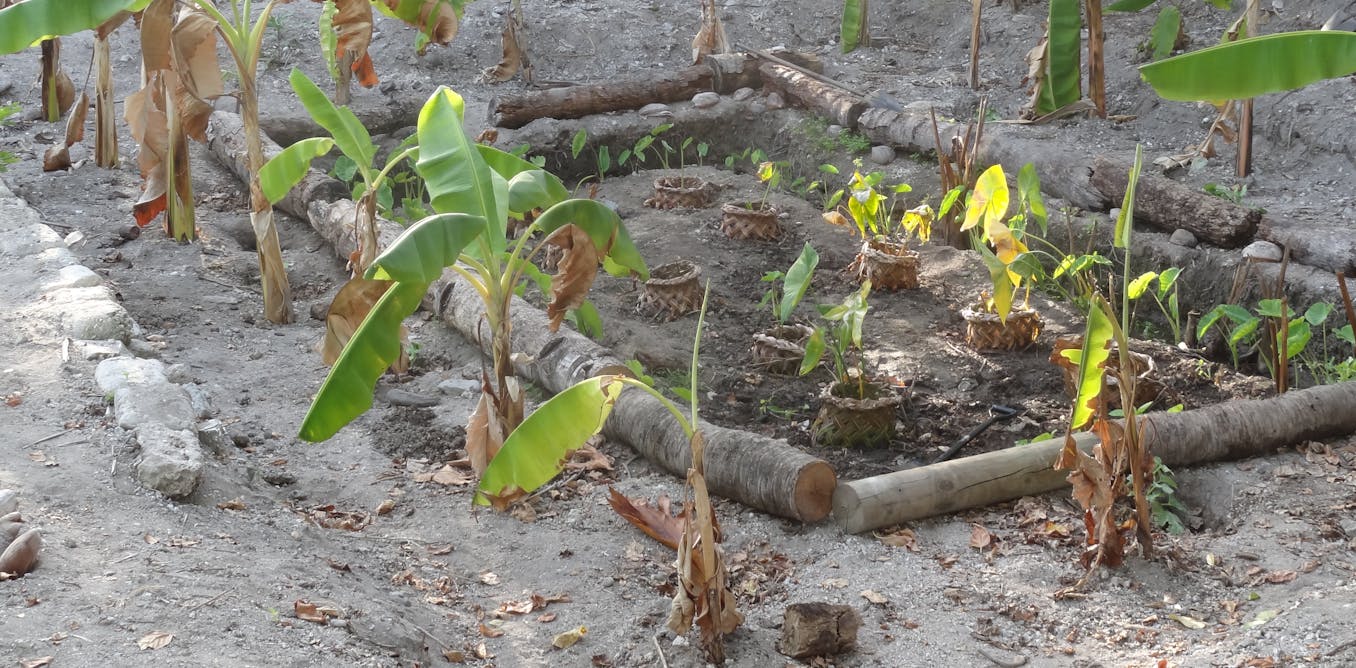 How meals gardens based totally on typical apply can improve effectively being inside the Pacific