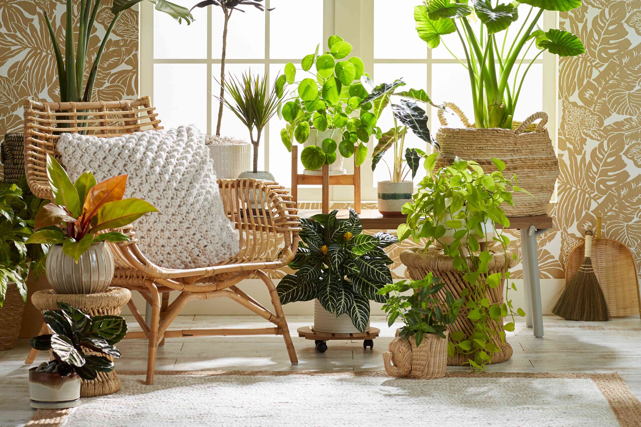 Quiz: What’s Your Glorious Houseplant?