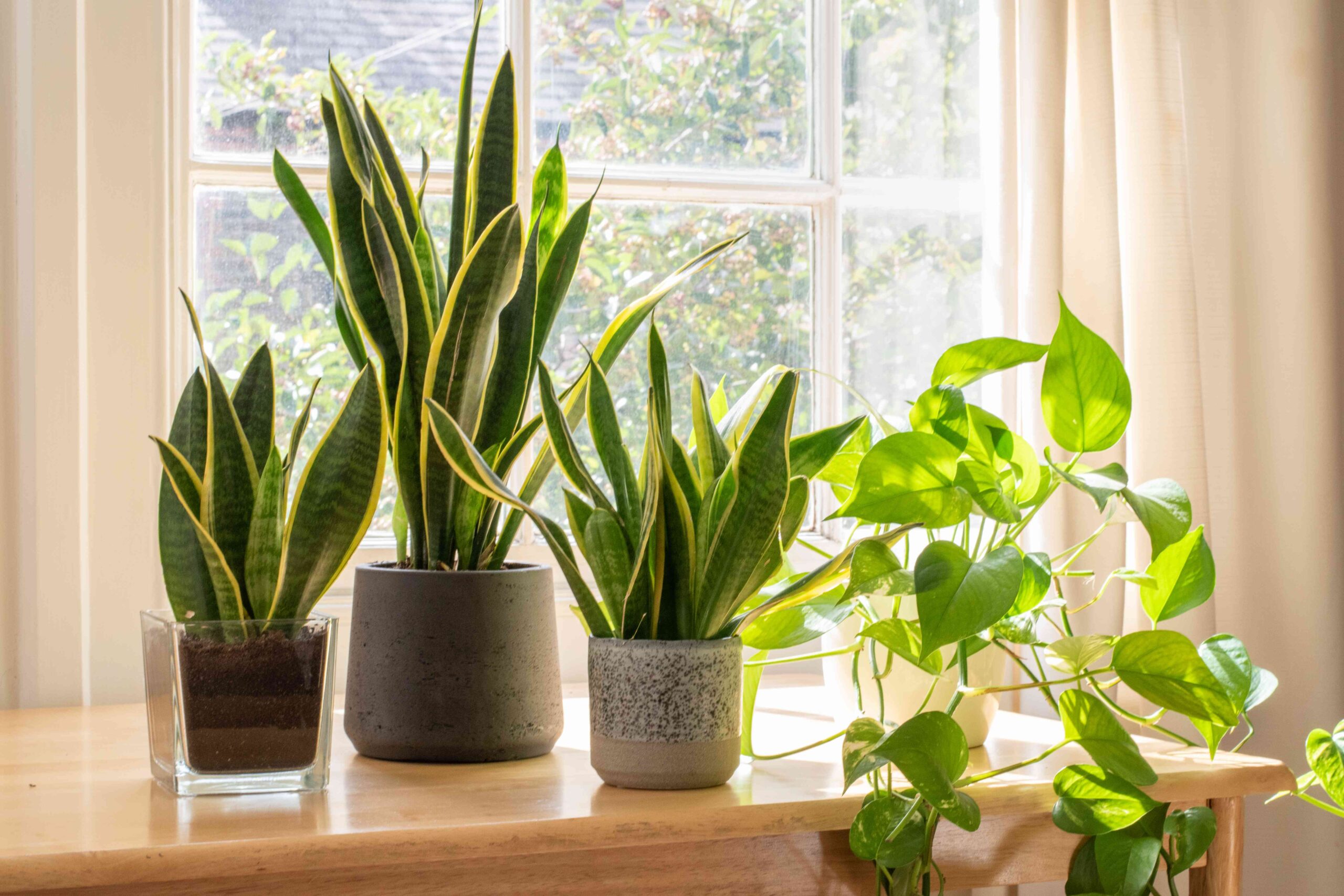 26 Vegetation That Are Good for Your Windowsill