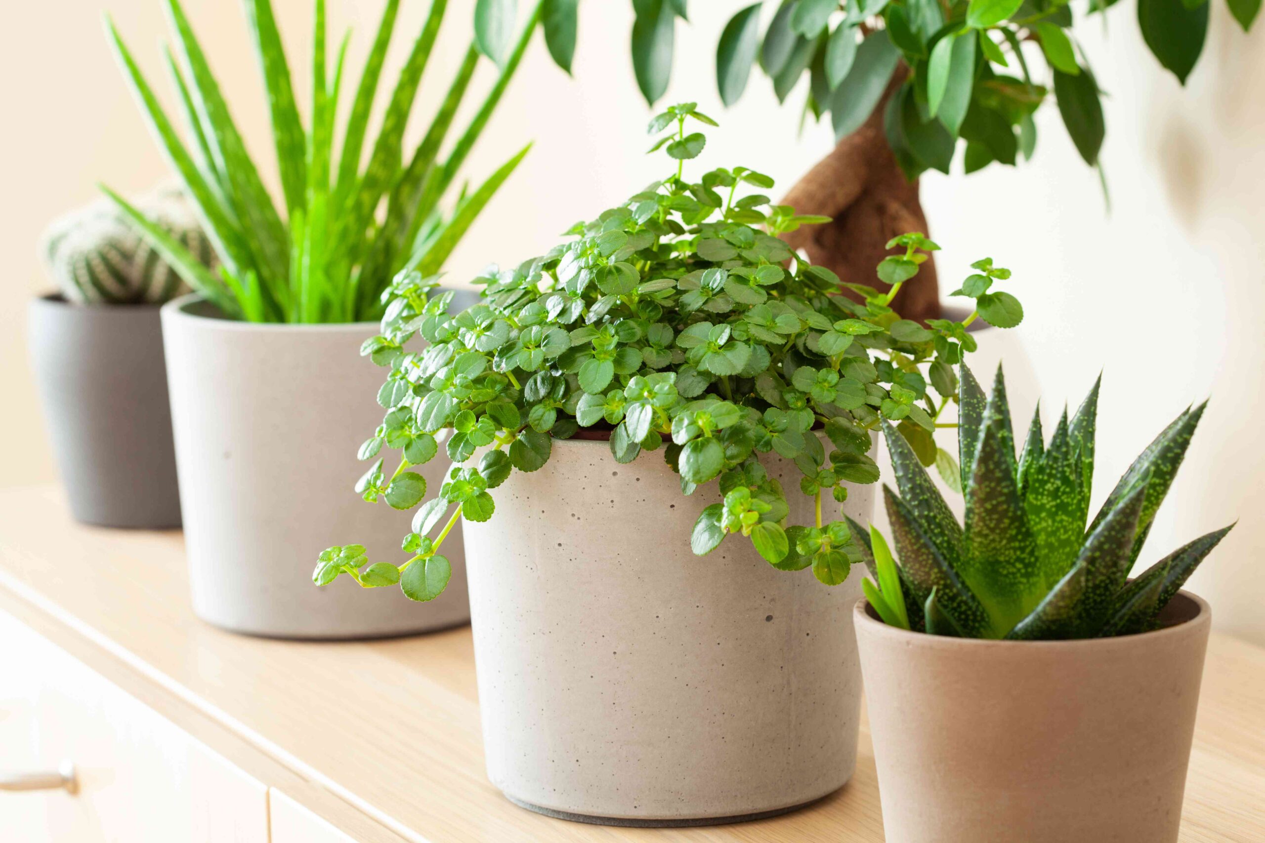 38 Low-Maintenance Indoor Crops That Are Good for Newbies