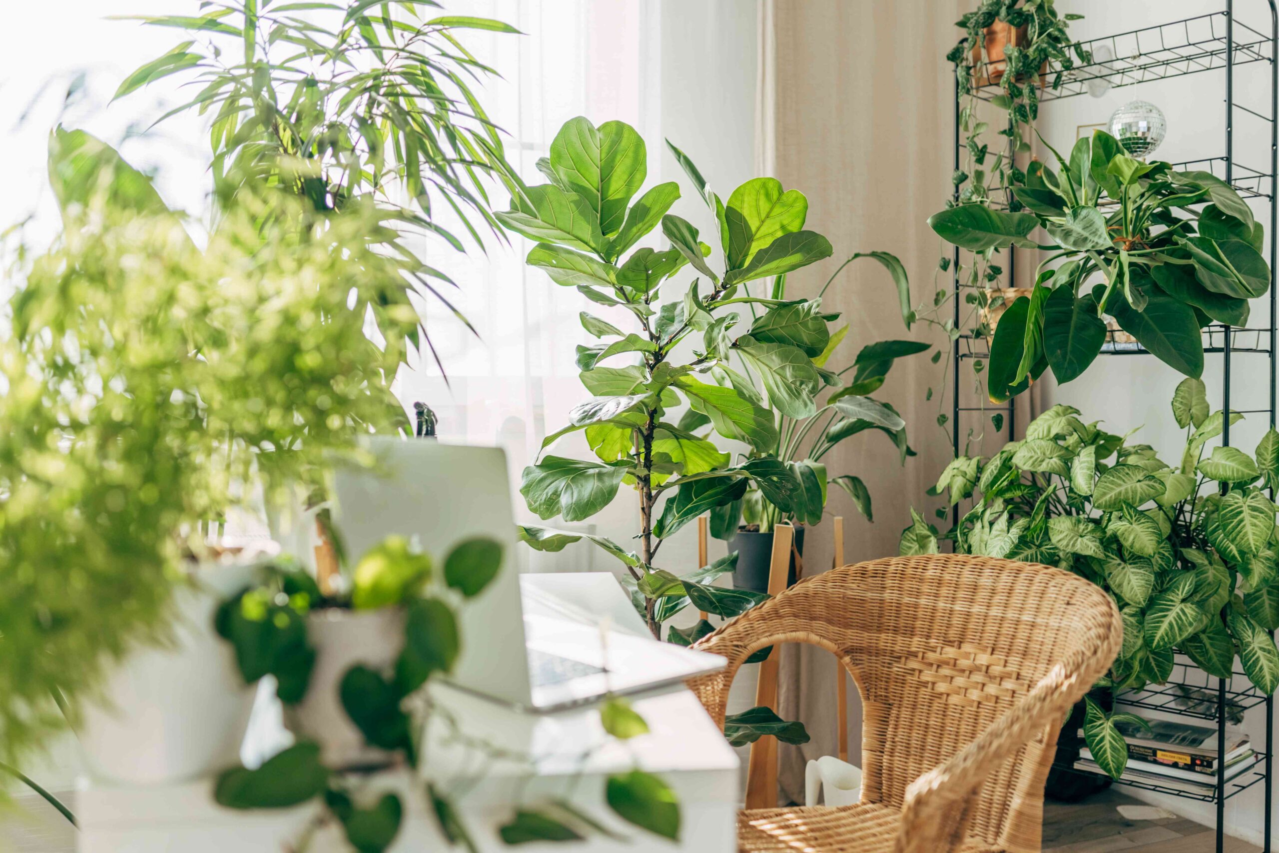 5 Best Houseplants That Gained’t Entice Any Pests