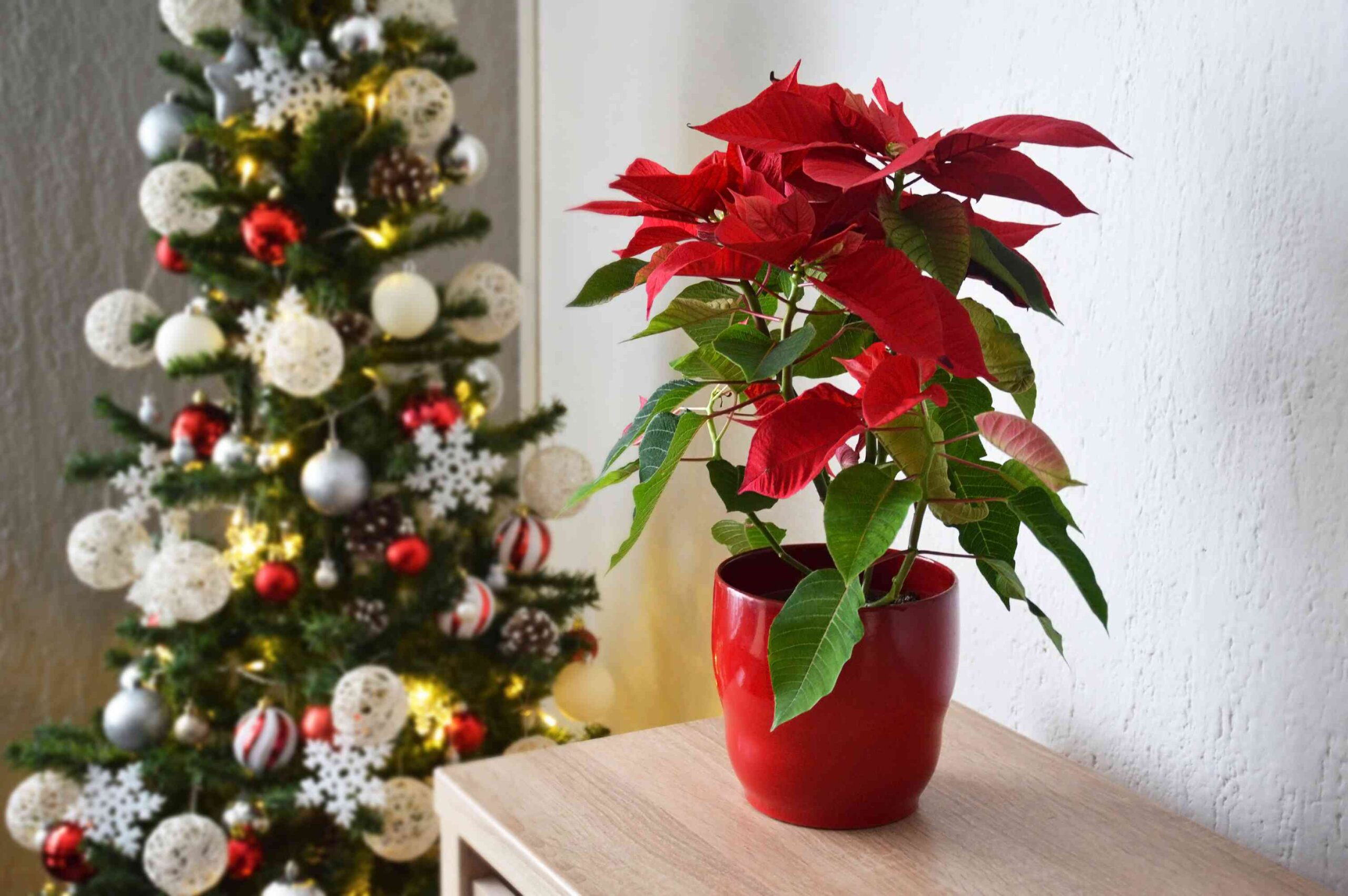 One of the best ways to Protect Your Poinsettias Alive All Season Prolonged, a Gardener Says