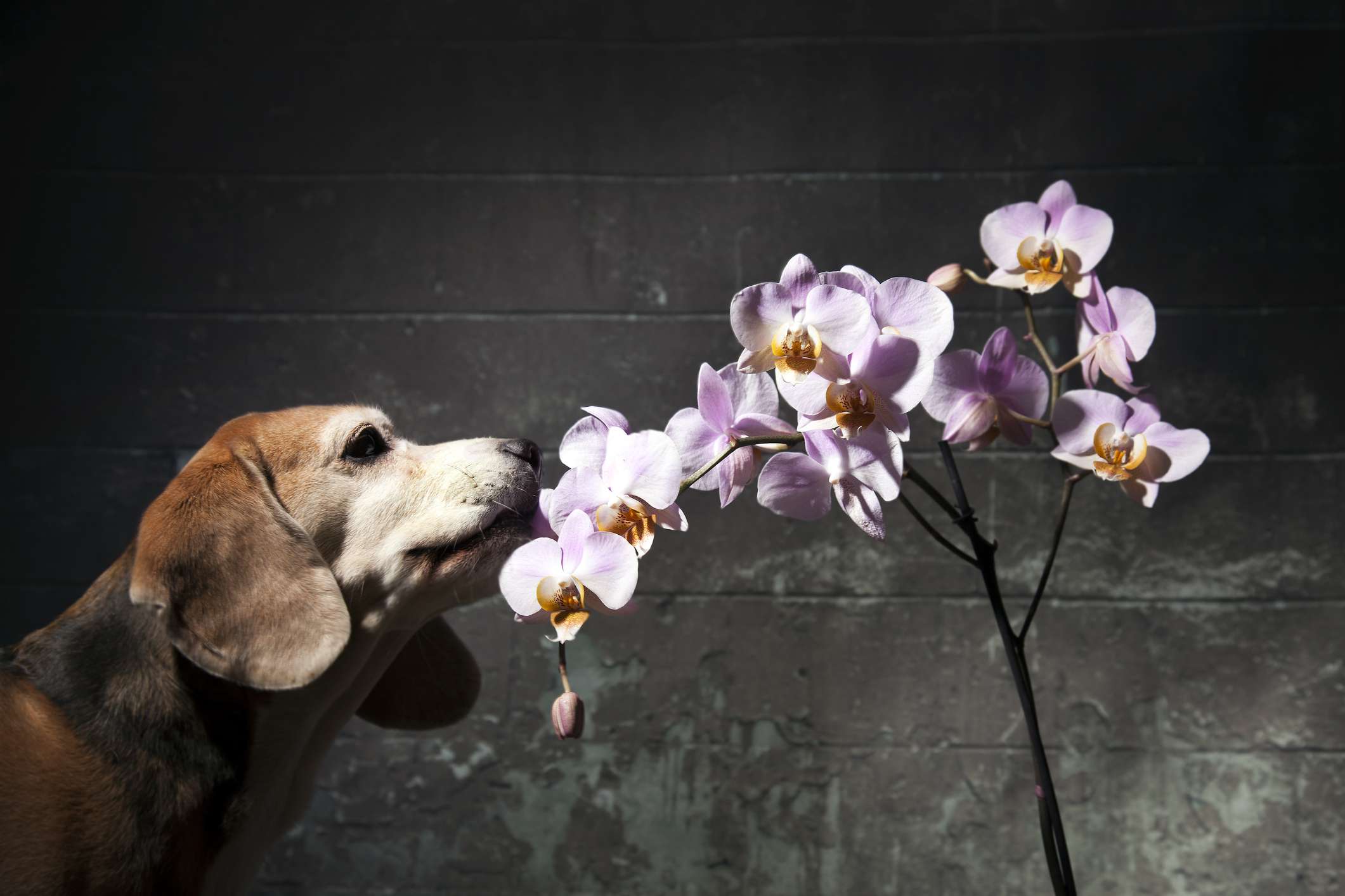 Are Orchids Toxic to Canine? Each factor You Should Know