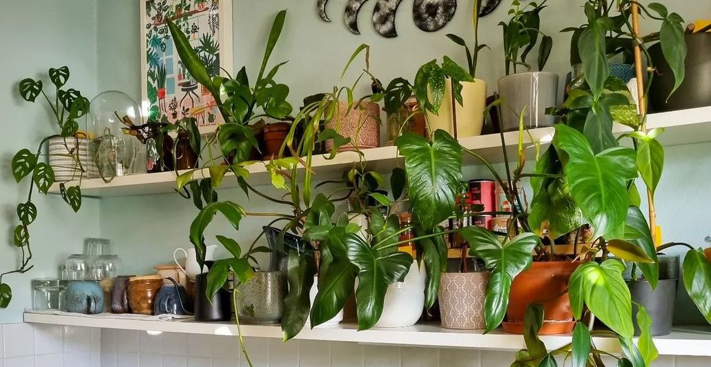 15 Plant Shelf Ideas We Prefer to Current Off Your Greenery