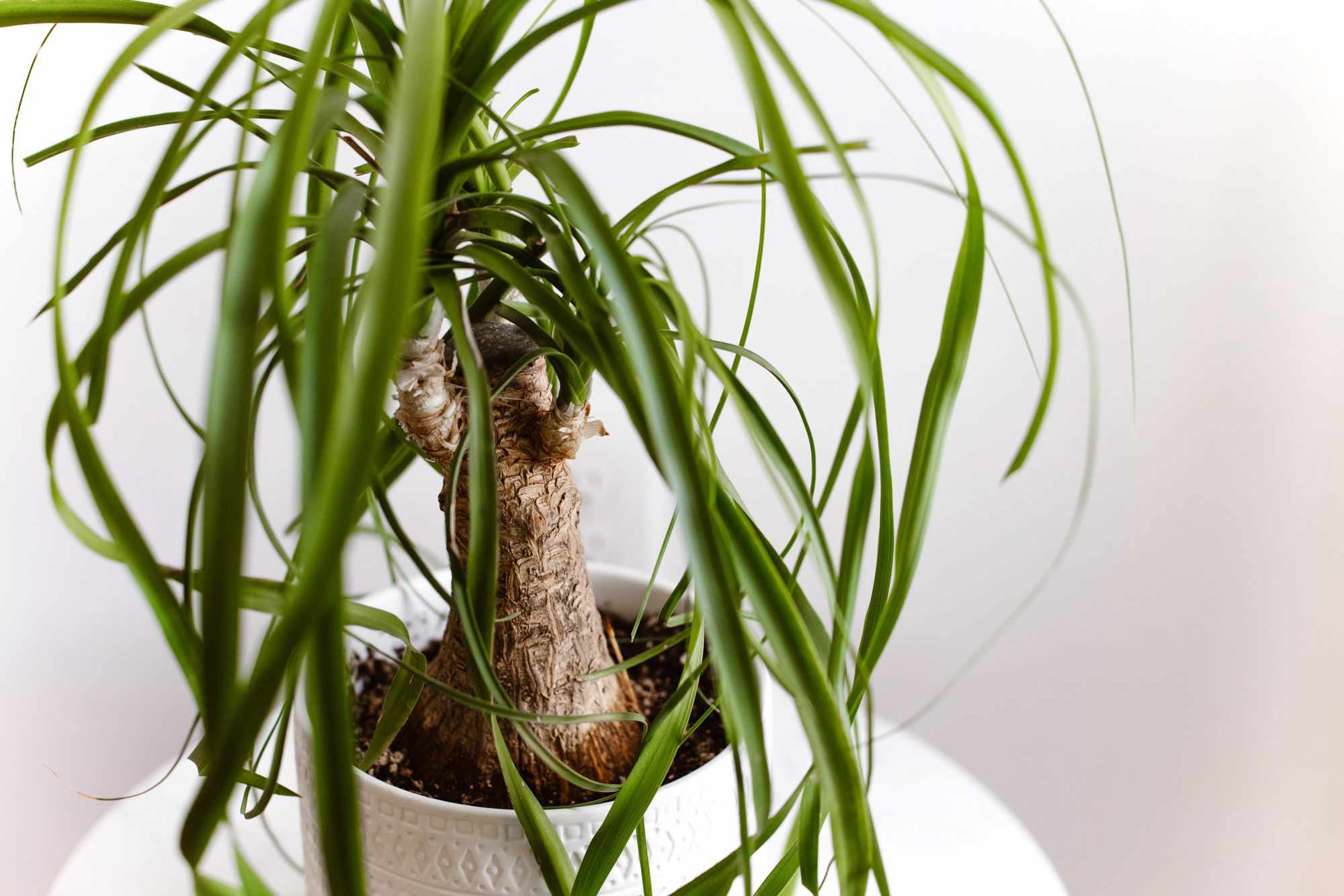 Learn to Propagate Ponytail Palm From Cuttings Like a Skilled